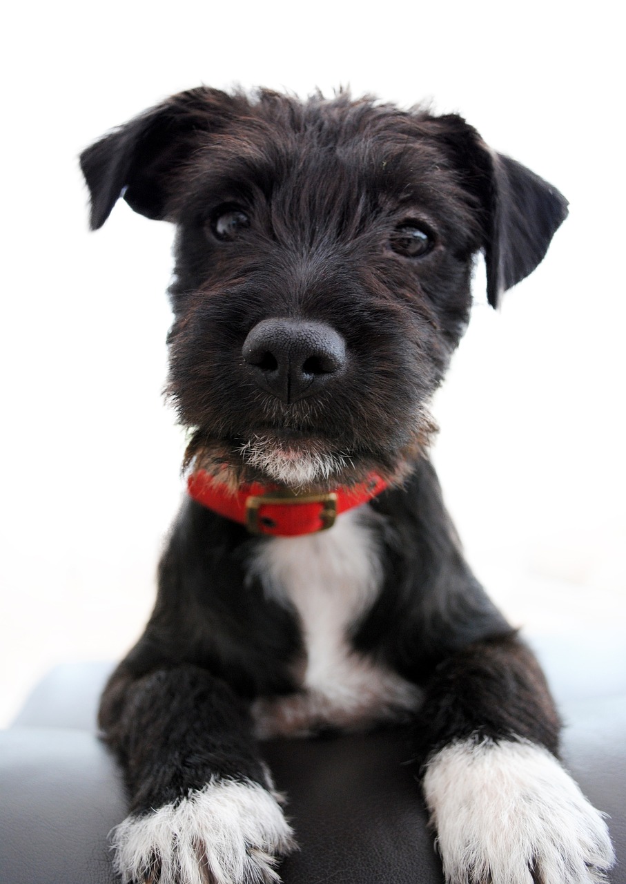 adorable